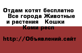 Отдам котят бесплатно  - Все города Животные и растения » Кошки   . Коми респ.